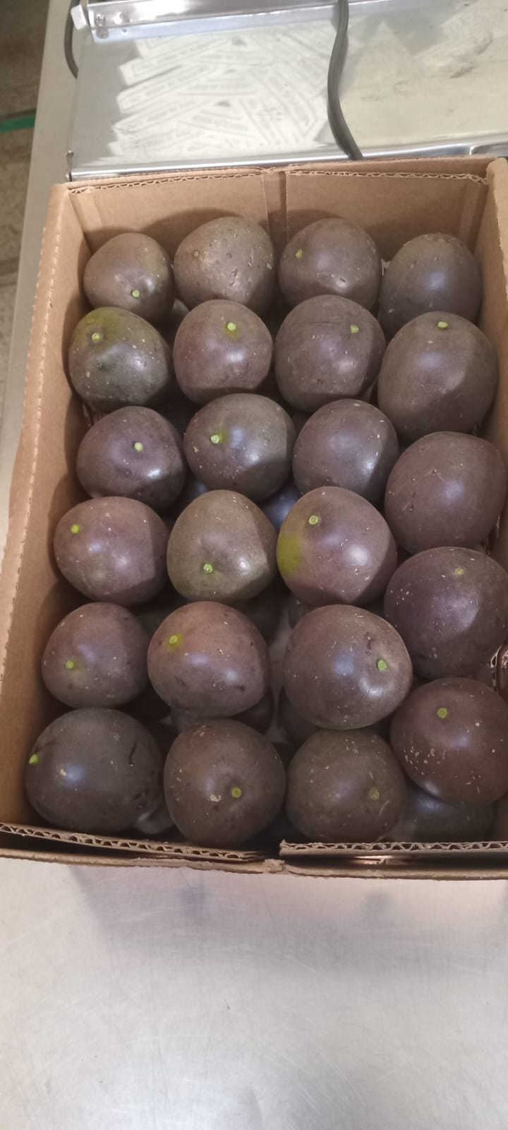 Packaged avocados in cardboard boxes ready for shipment