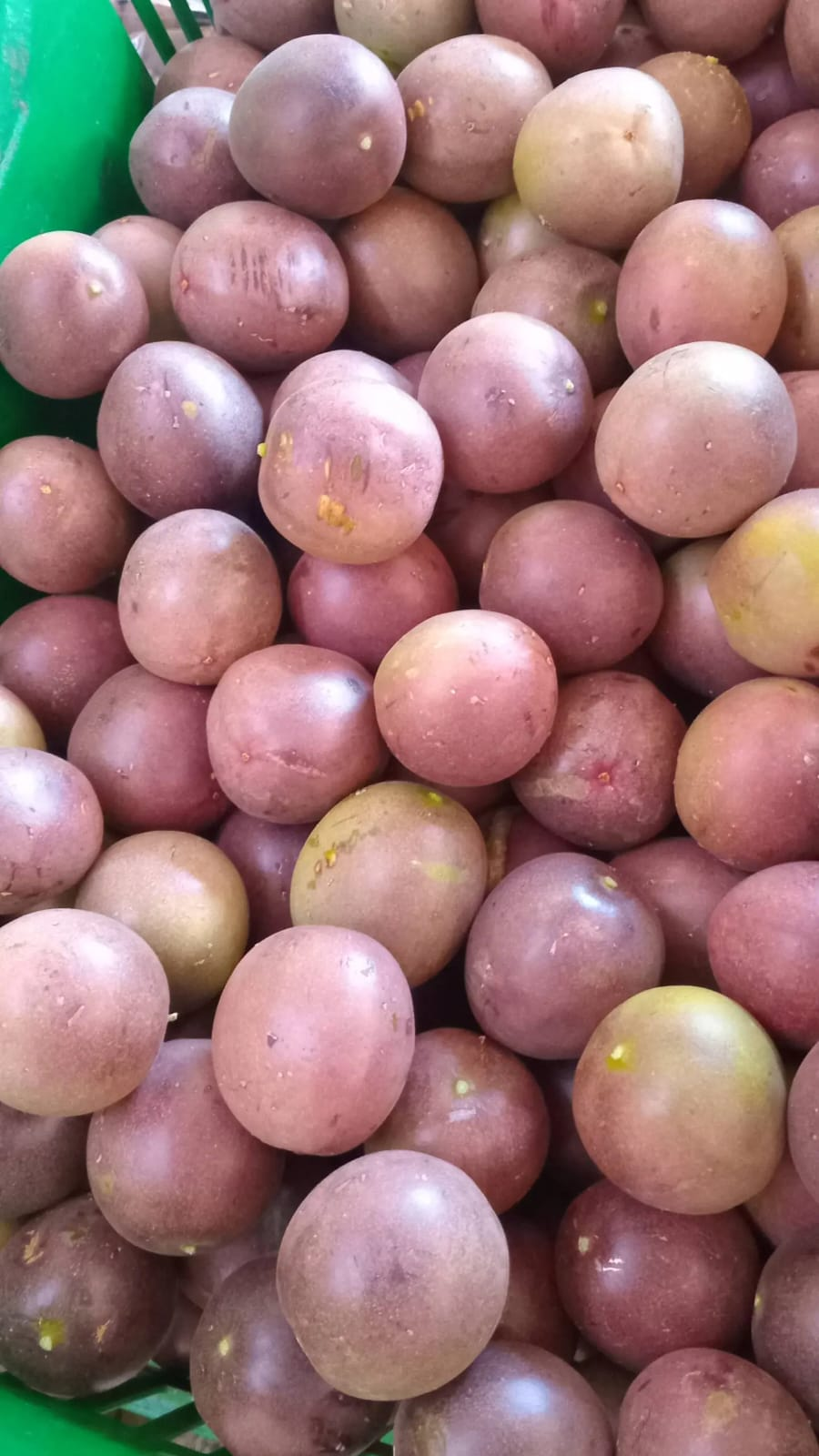 Variety of avocado types showing quality selection